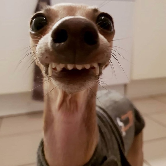 Meet your Posher, Danielle - Picture 1 of 1